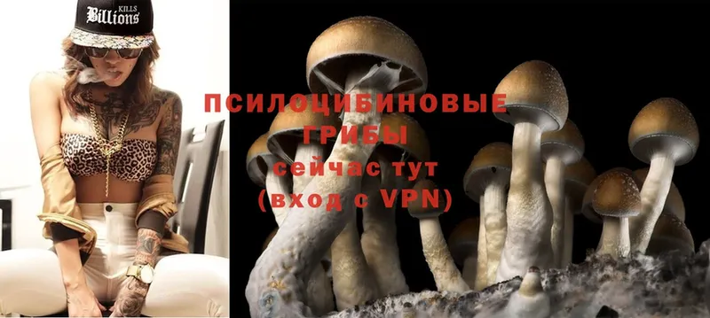 Псилоцибиновые грибы Psilocybe  MEGA   Верхнеуральск 